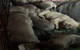French Bulldog dogs for sale: French bulldogs puppies  - Image 12