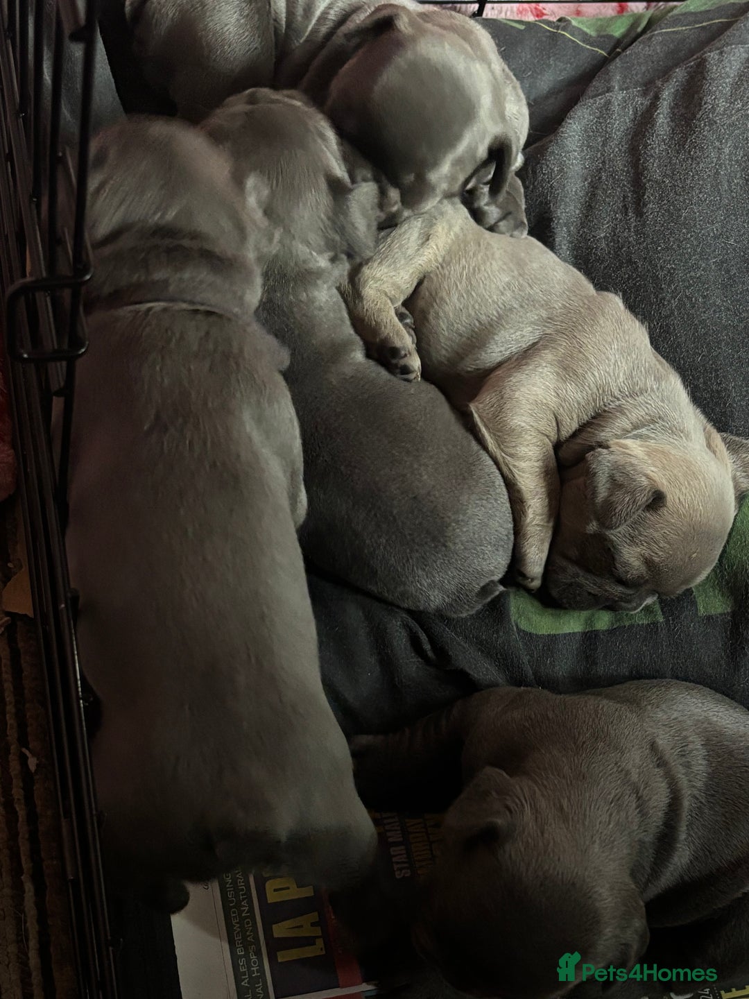 French Bulldog dogs for sale: French bulldogs puppies  - Image 12