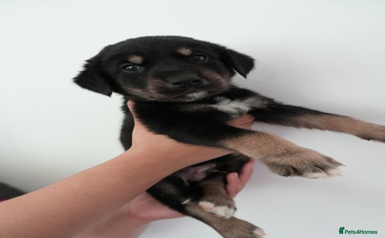 Mixed Breed dogs - Advert 1