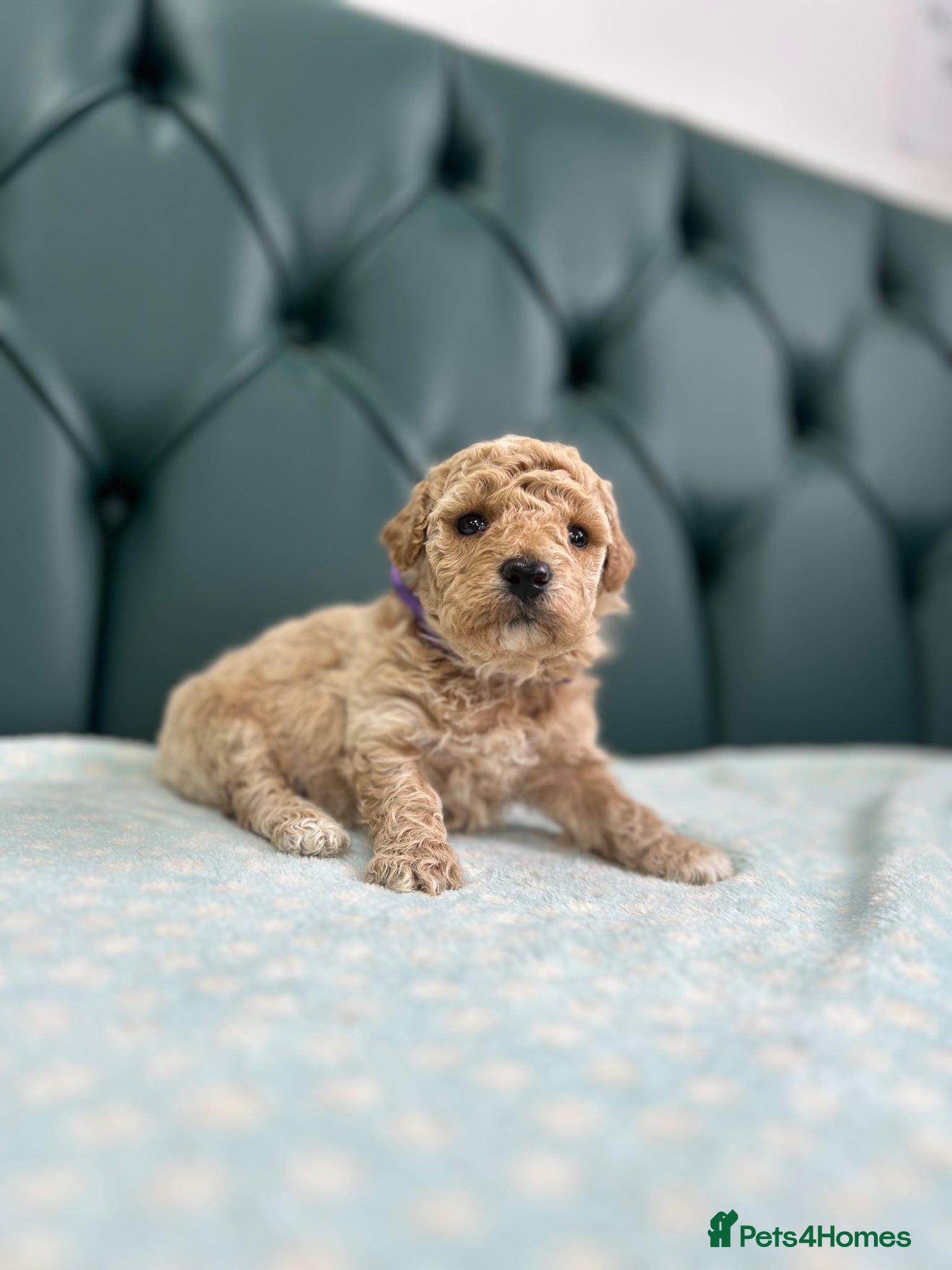 Poochon dogs for sale: 5⭐️ Licensed. Health tested Poochons - Advert 11