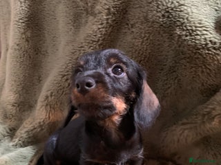 Miniature Dachshund dogs Miniature wirehaired daschunds - Advert 18