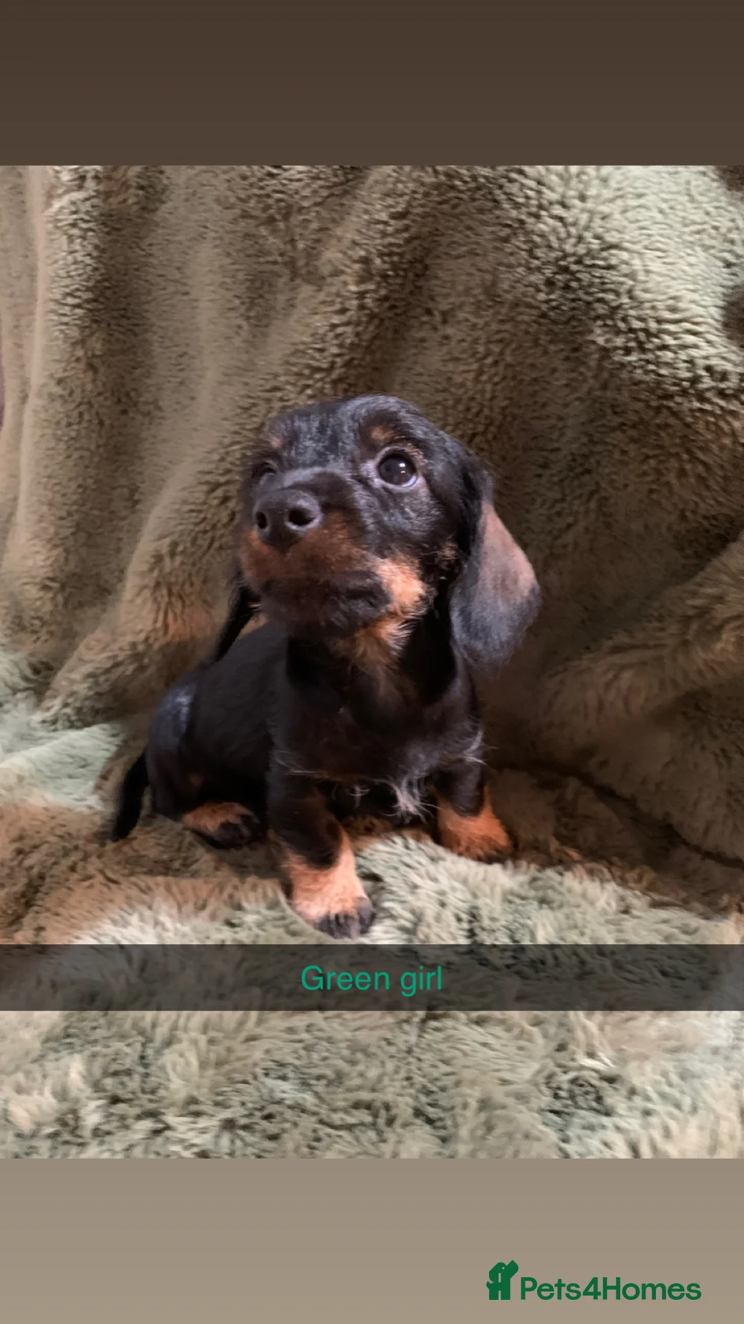 Miniature Dachshund dogs for sale: Miniature wirehaired daschunds - Advert 7