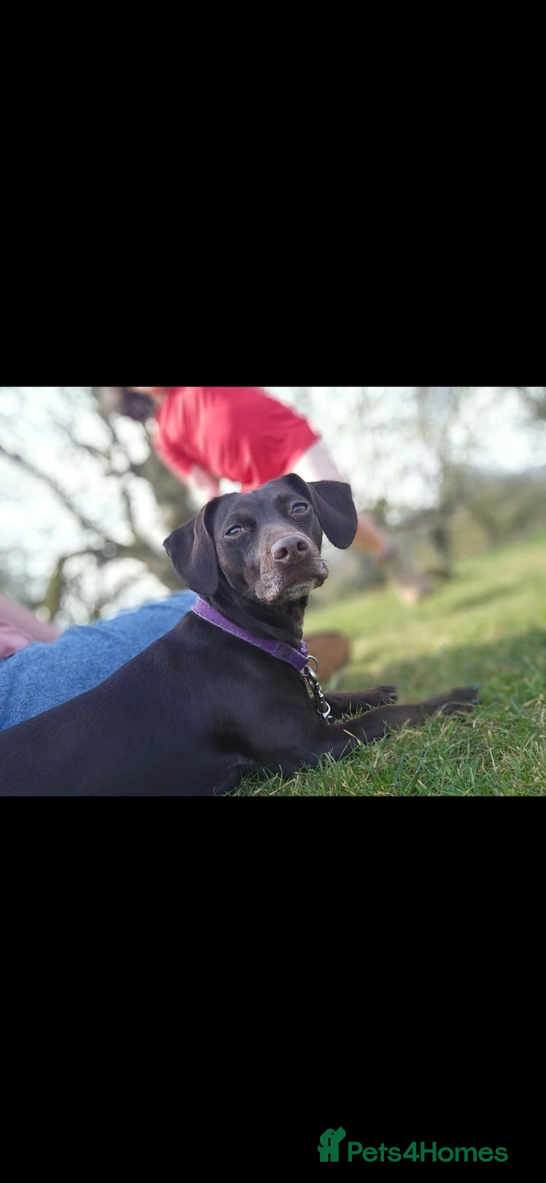 Mixed Breed dogs for sale: Beautiful Female Young Dog - Advert 2
