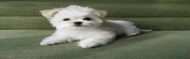 Maltese 3