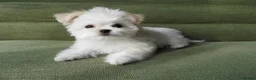 Maltese dogs for sale: Korean Maltese puppies  in London - Advert 3