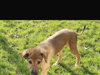 Lurcher dogs 1 boy still available - Advert 5