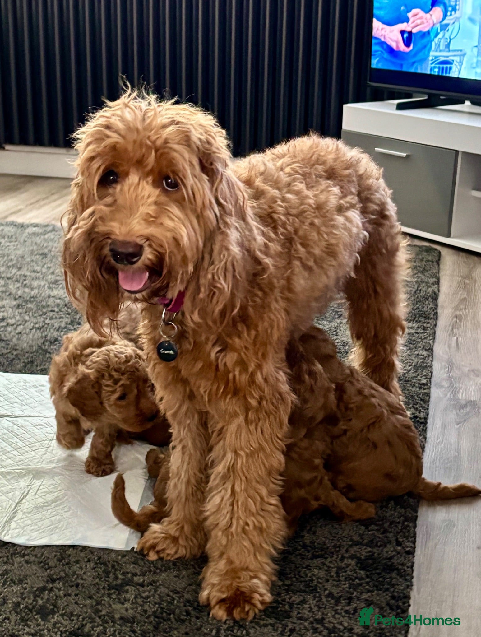 Australian Labradoodle dogs Australian Double Doodle Multigen puppies. - Advert 10