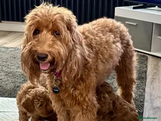 Australian Labradoodle dogs Australian Double Doodle Multigen puppies. - Advert 10