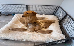 Goldador dogs for sale: Gorgoeus Goldador’s  - Image 16