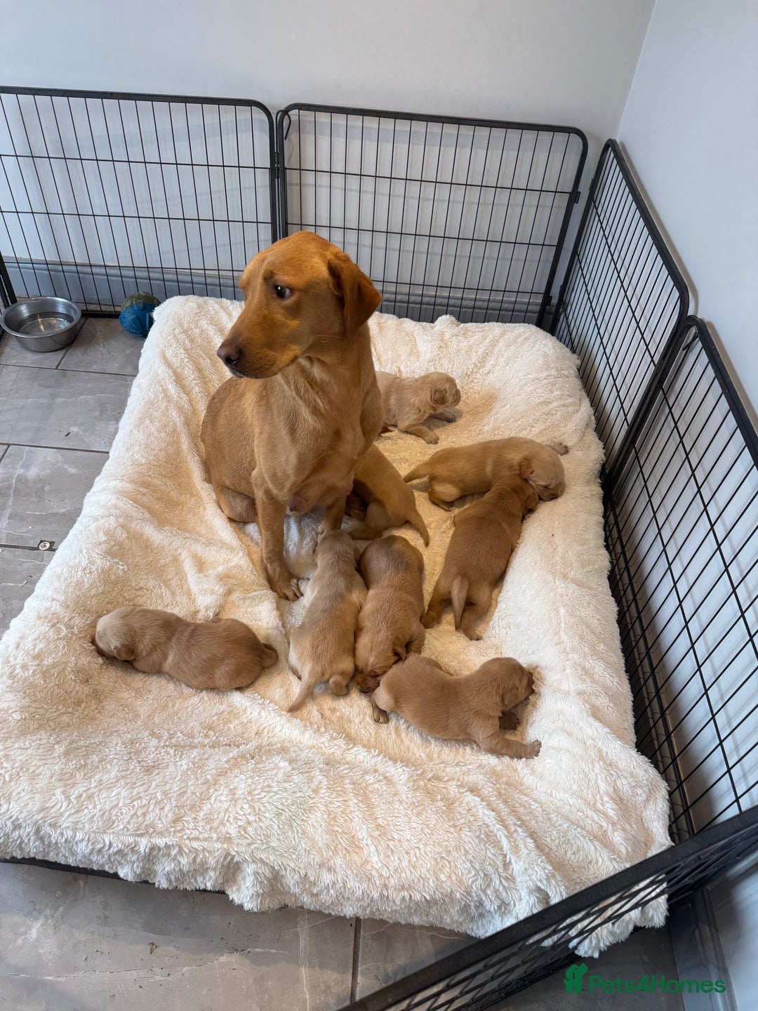 Goldador dogs for sale: Gorgoeus Goldador’s  - Image 16