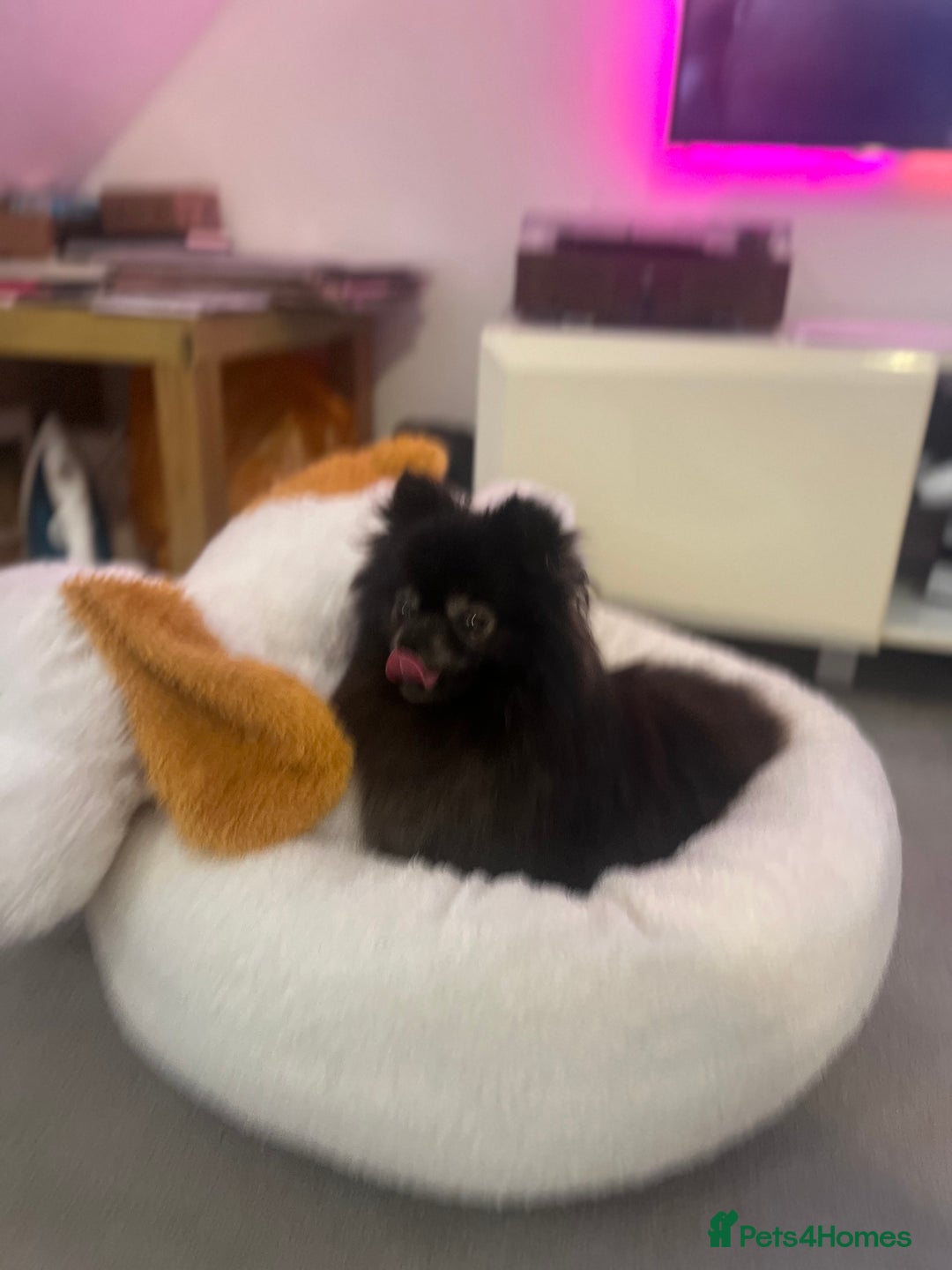 Pomeranian dogs for sale: KC, miniature Pomeranian - Image 7