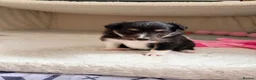 Shetland Sheepdog dogs for sale: 2 KC Registered Shetland Sheepdog puppies - Advert 7