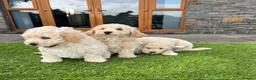 Poochon dogs for sale: Poochon Puppies - Advert 24