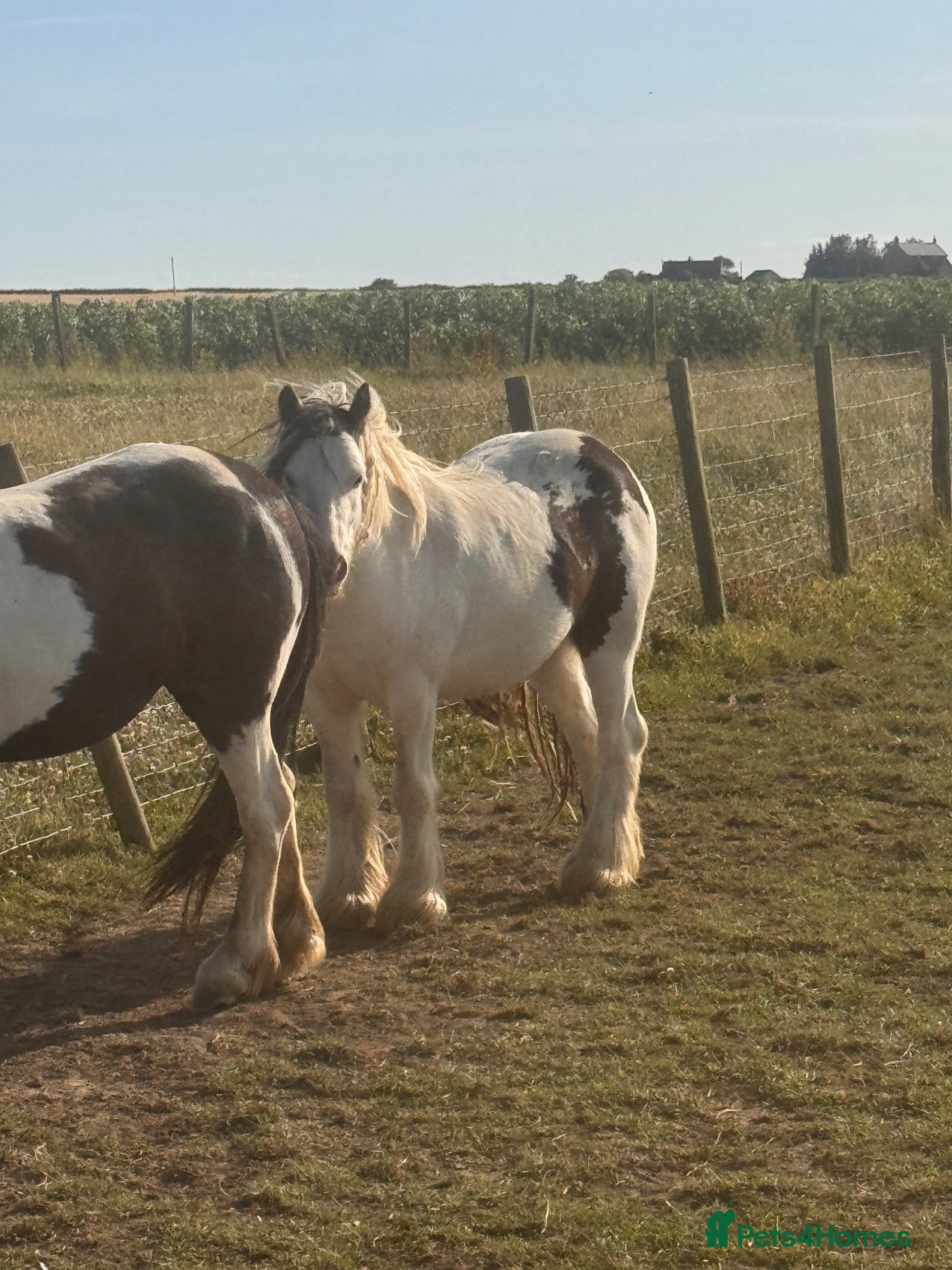 Irish Cob horses Cob gelding  - Advert 2