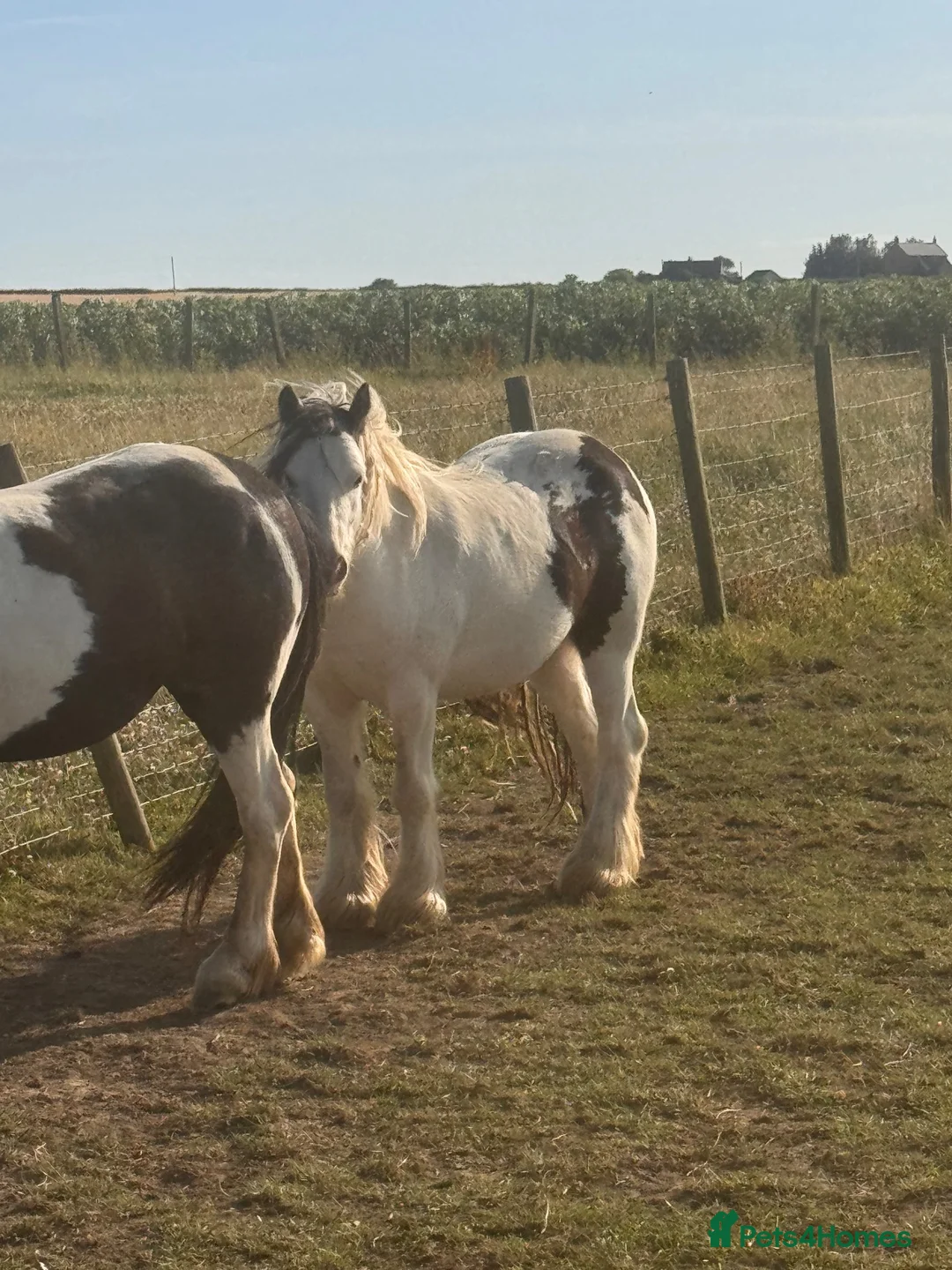 Irish Cob horses for sale: Cob gelding  - Advert 2