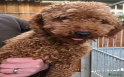 Cockapoo dogs for sale: Gorgeous cockapoo puppies!  - Image 15