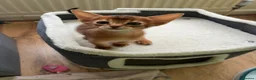 Abyssinian cats for sale: TICA 5* pedigree Abyssinian Kittens  - Advert 13