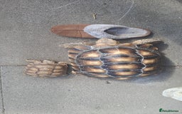 Tortoise reptiles for sale: Sulcata Tortoise 13yrs old - Image 1