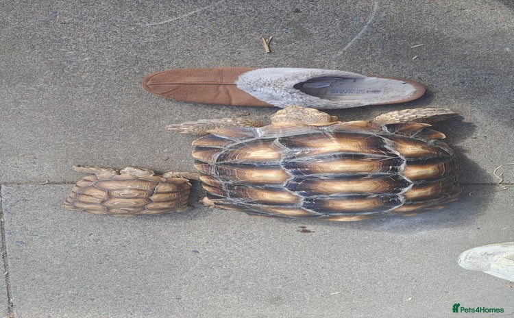 Tortoise reptiles - Advert 5