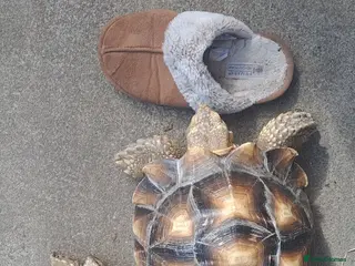 Tortoise reptiles Sulcata Tortoise 13yrs old - Advert 3