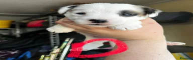 Jack Russell 2