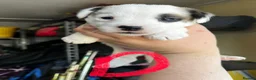 Jack Russell dogs for sale: Beautiful Jack Russell litter - Advert 11