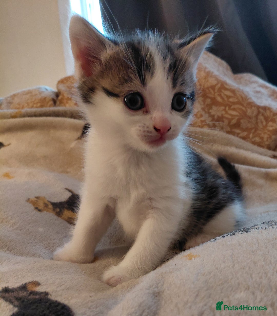 Mixed Breed cats for sale: Gorgeous fluffy kitties - Advert 3