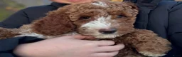 Irish Doodle dogs for sale: Mini Irish doodles - F1b - ready 15/10/26  - Advert 11