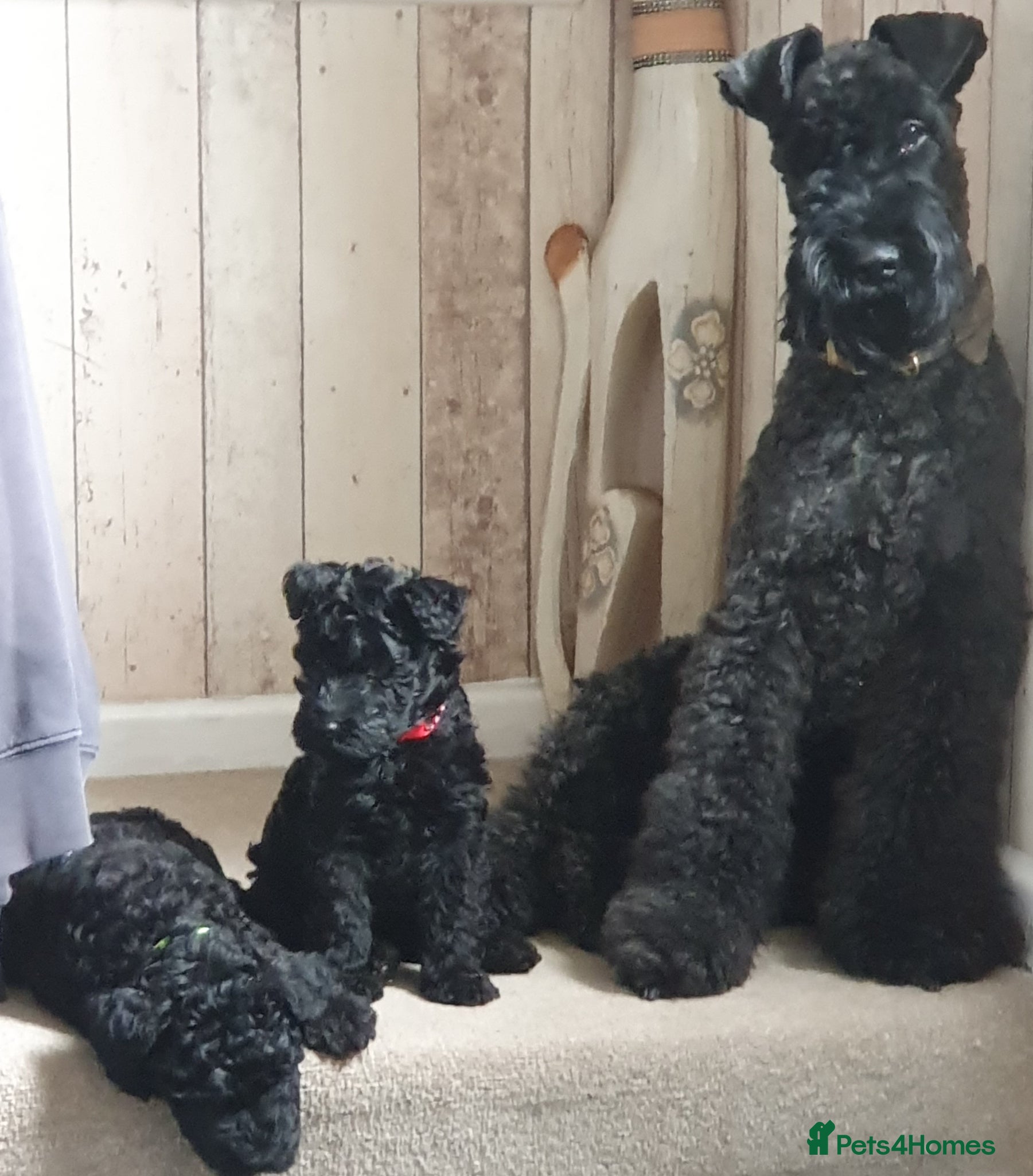 Kerry Blue Terrier dogs Kerry blue terrier puppies - Advert 1