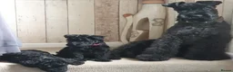 Kerry Blue Terrier dogs for sale: Kerry blue terrier puppies - Advert 1