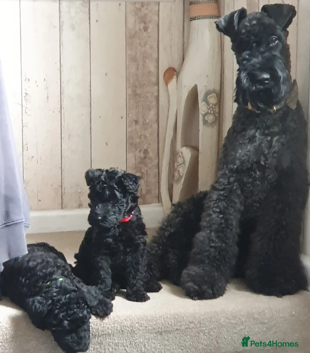 Kerry Blue Terrier dogs for sale: Kerry blue terrier puppies - Advert 1