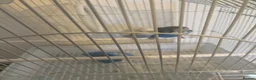 Budgerigars birds for sale: budgies male and female 2 month old and bird cage - Advert 3