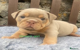 English Bulldog dogs for sale: KC REGISTERED LILAC & TAN ENGLISH BULLDOG PUPS - Image 13