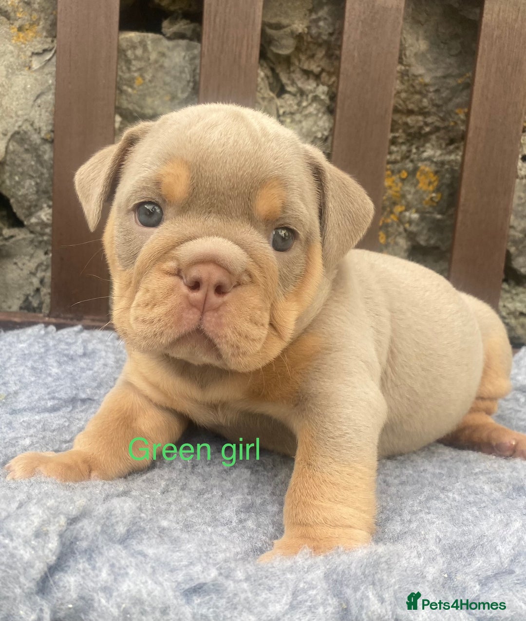 English Bulldog dogs for sale: KC REGISTERED LILAC & TAN ENGLISH BULLDOG PUPS - Image 13