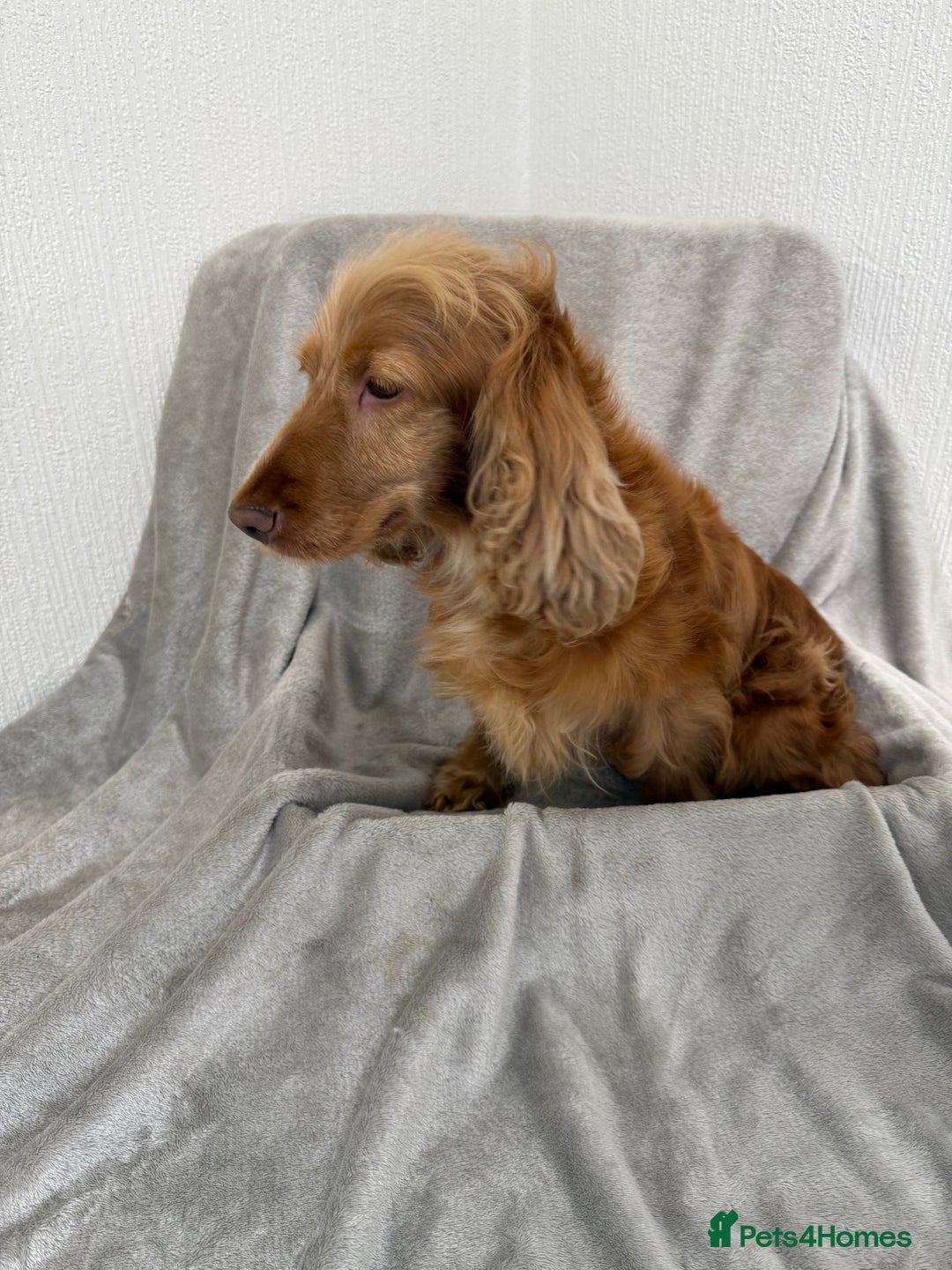 Cocker Spaniel dogs for sale: KC HEALTH TESTED SHOW COCKER SPANIELS - Image 10