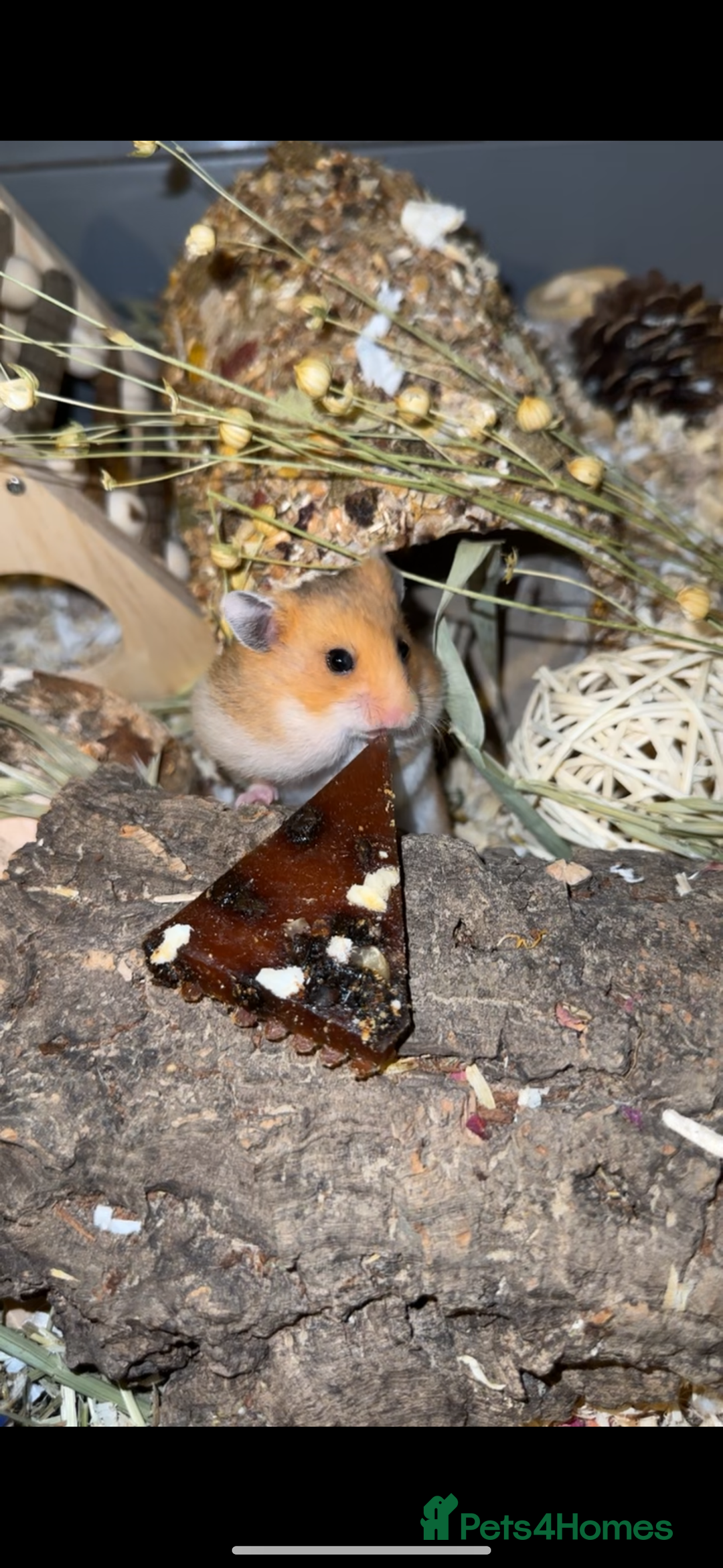 Hamster rodents for sale: Baby hamsters - Advert 6