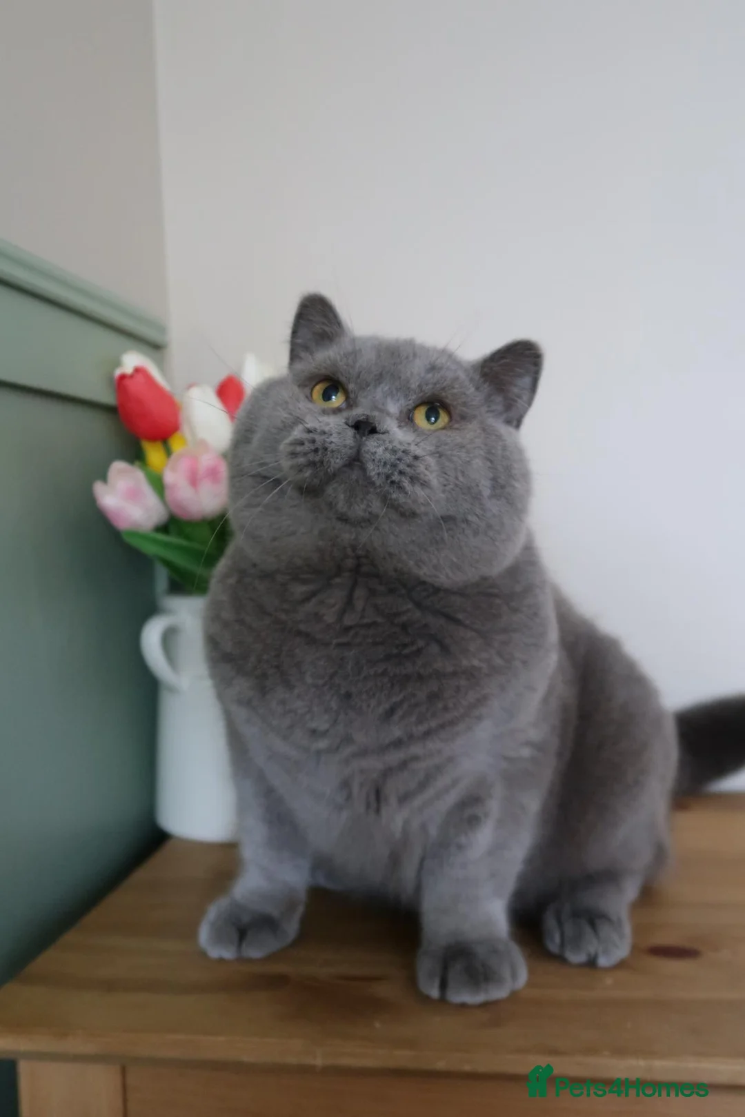 British Shorthair cats for sale: Gccf/Tica Active stud 👀also kittens coming soon✨️ - Advert 7