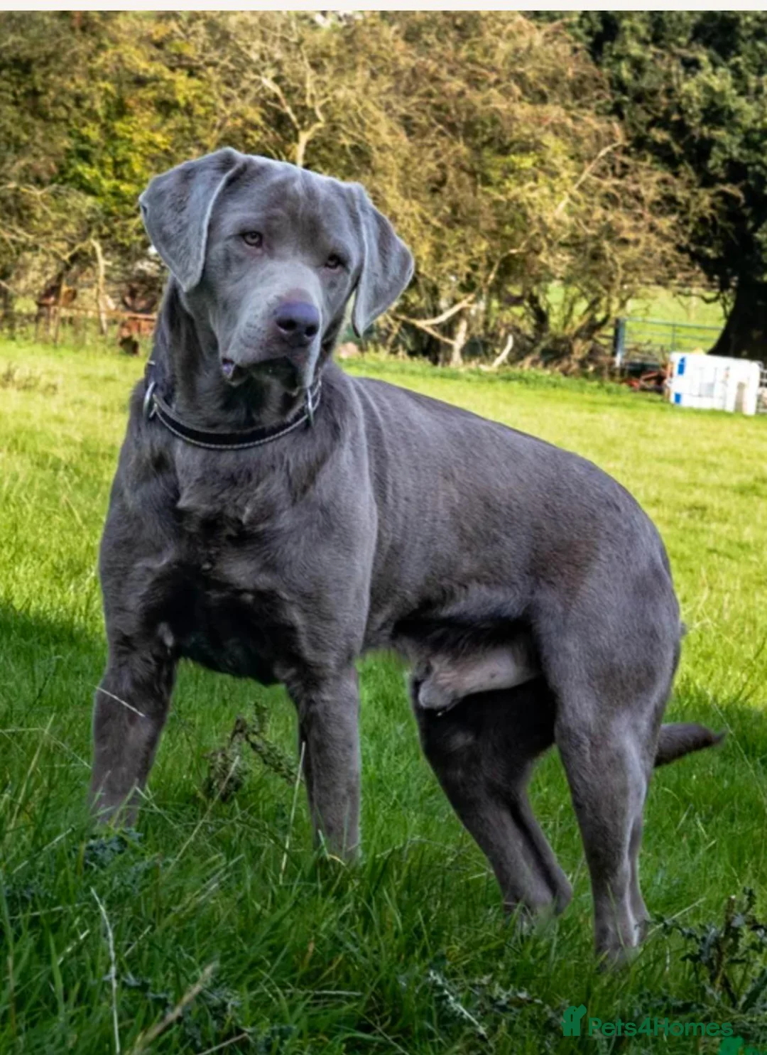 Labrador Retriever dogs for sale: Chocolate Labrador pups - Advert 2