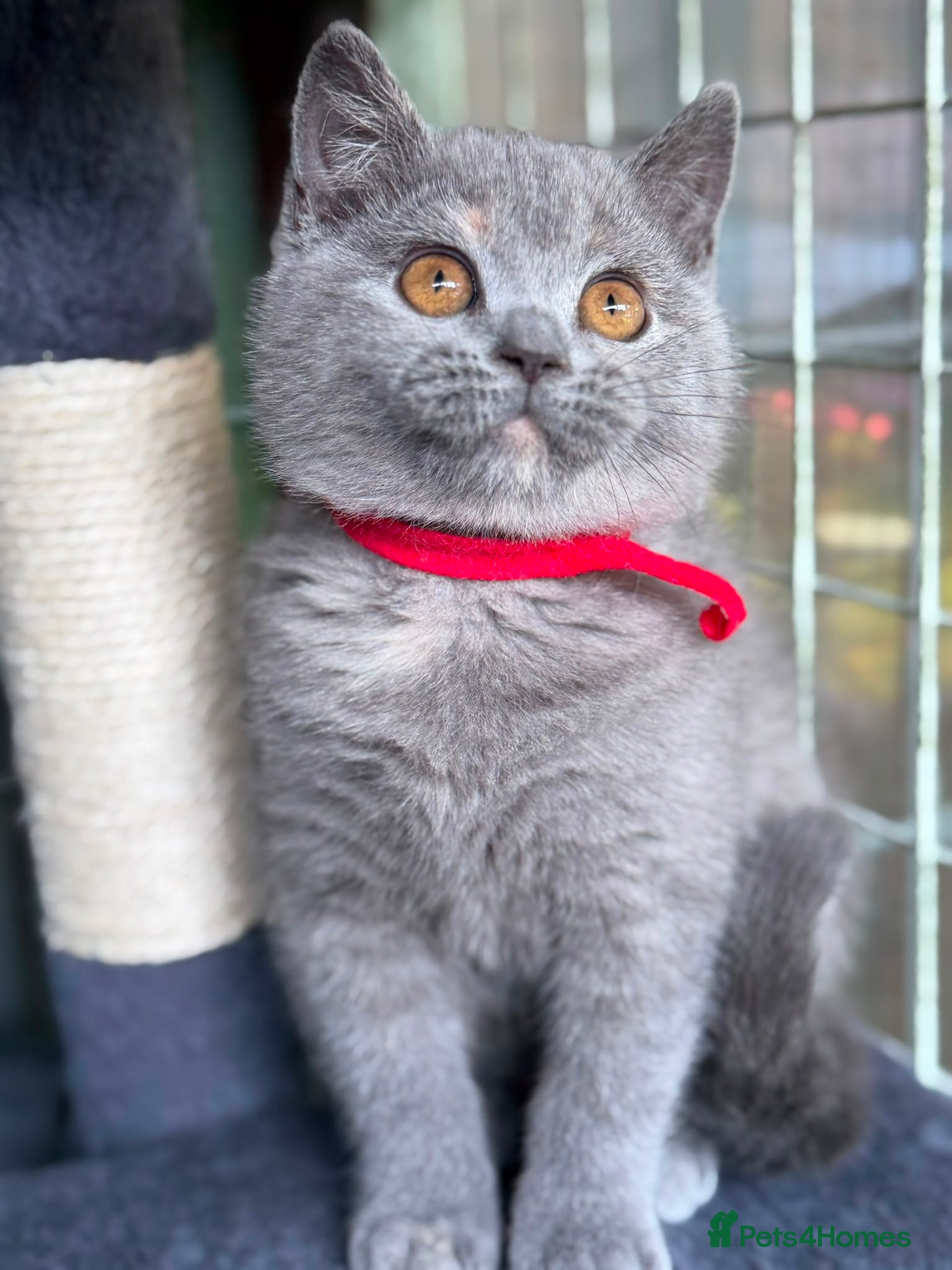 British Shorthair cats 2 BEAUTIFUL BSH TICA GIRLS - Advert 6