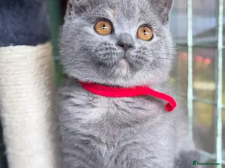 British Shorthair cats 2 BEAUTIFUL BSH TICA GIRLS - Advert 2
