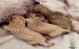 Maltipoo dogs for sale: ✨Luxury Teddy Face Korean/Asian Maltipoo Babies✨ - Image 1