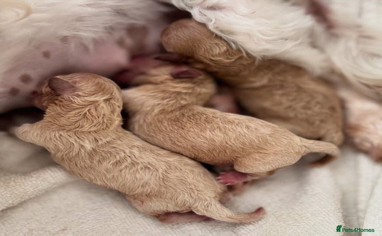 Maltipoo dogs - Advert 3