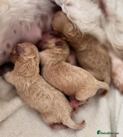 Maltipoo dogs - Advert 9