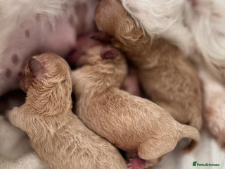 Maltipoo dogs - Advert 1