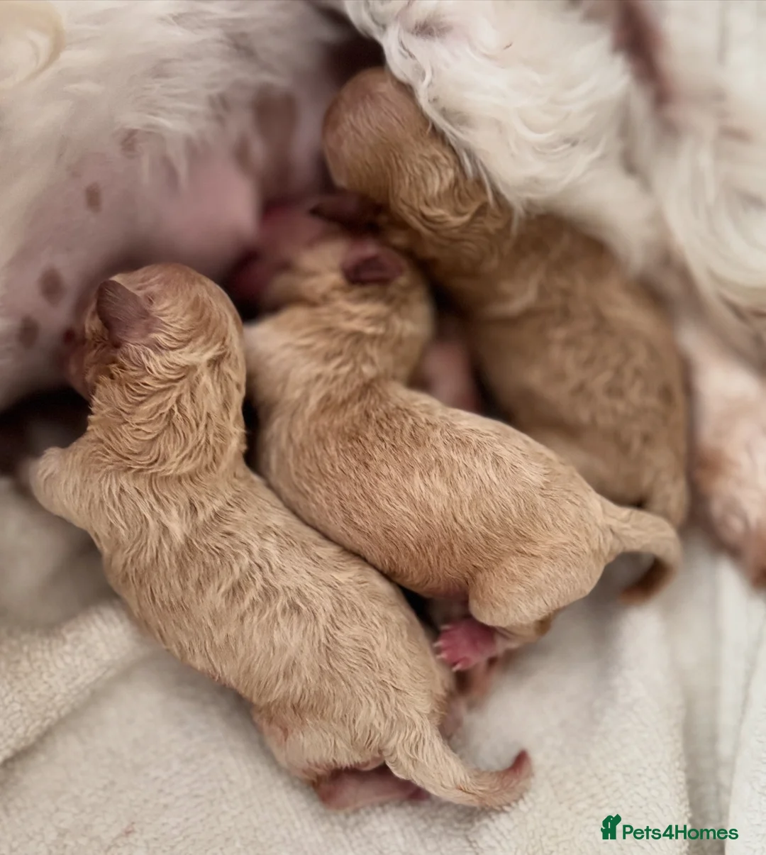 Maltipoo dogs for sale: ✨Rare Top Quality Tiny Asian F1 Maltipoo✨ - Advert 11