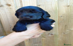 Cocker Spaniel dogs for sale: KC reg show cocker spaniel puppies - Image 11