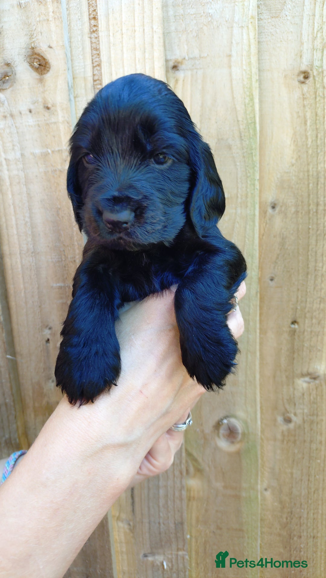 Cocker Spaniel dogs for sale: KC reg show cocker spaniel puppies - Image 11