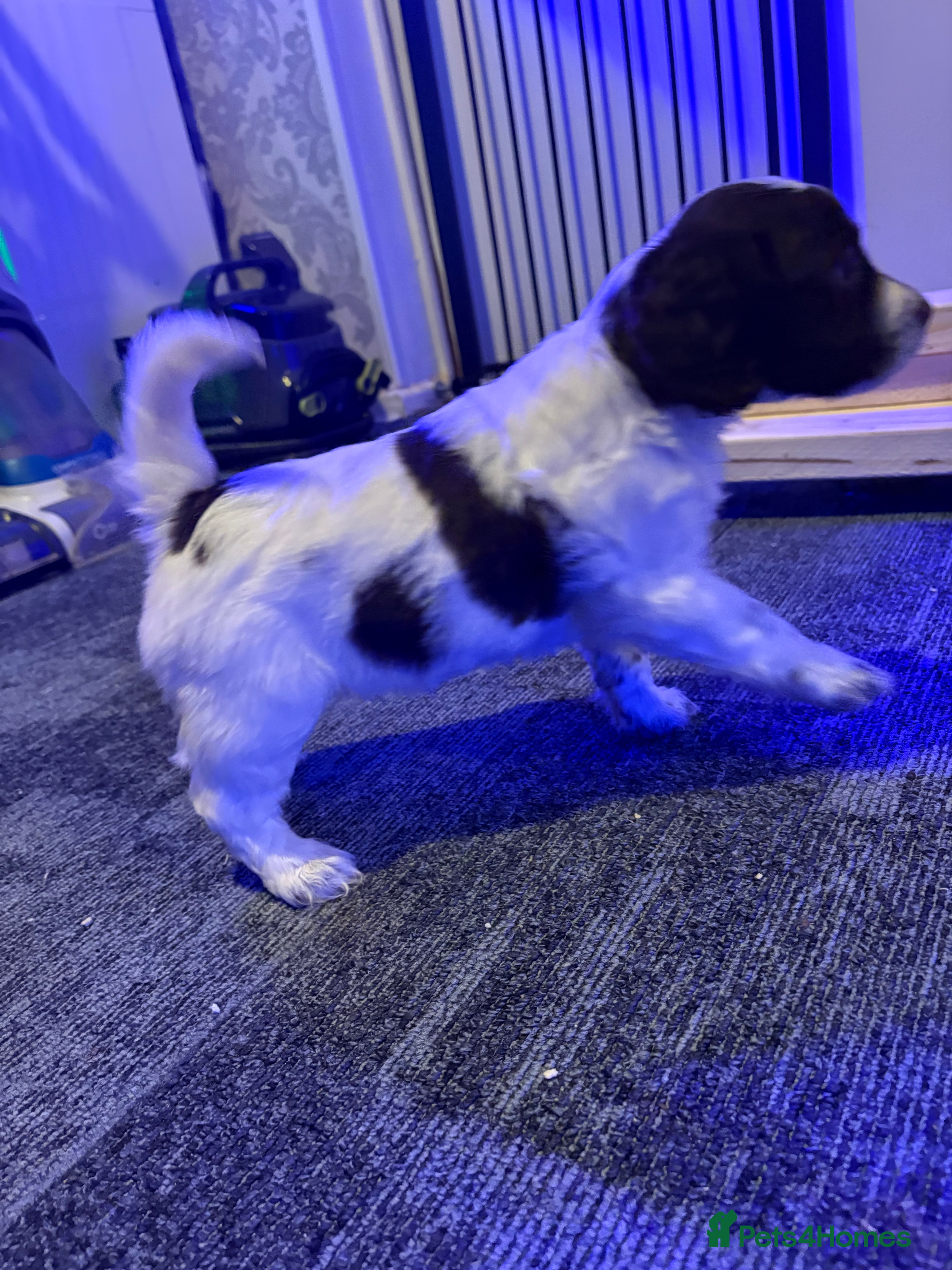 Cockapoo dogs 1 Delightful F1b Cockapoo girl left (3/4 cocker) - Advert 12