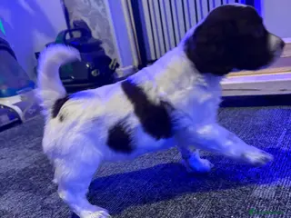 Cockapoo dogs 1 Delightful F1b Cockapoo girl left (3/4 cocker) - Advert 12