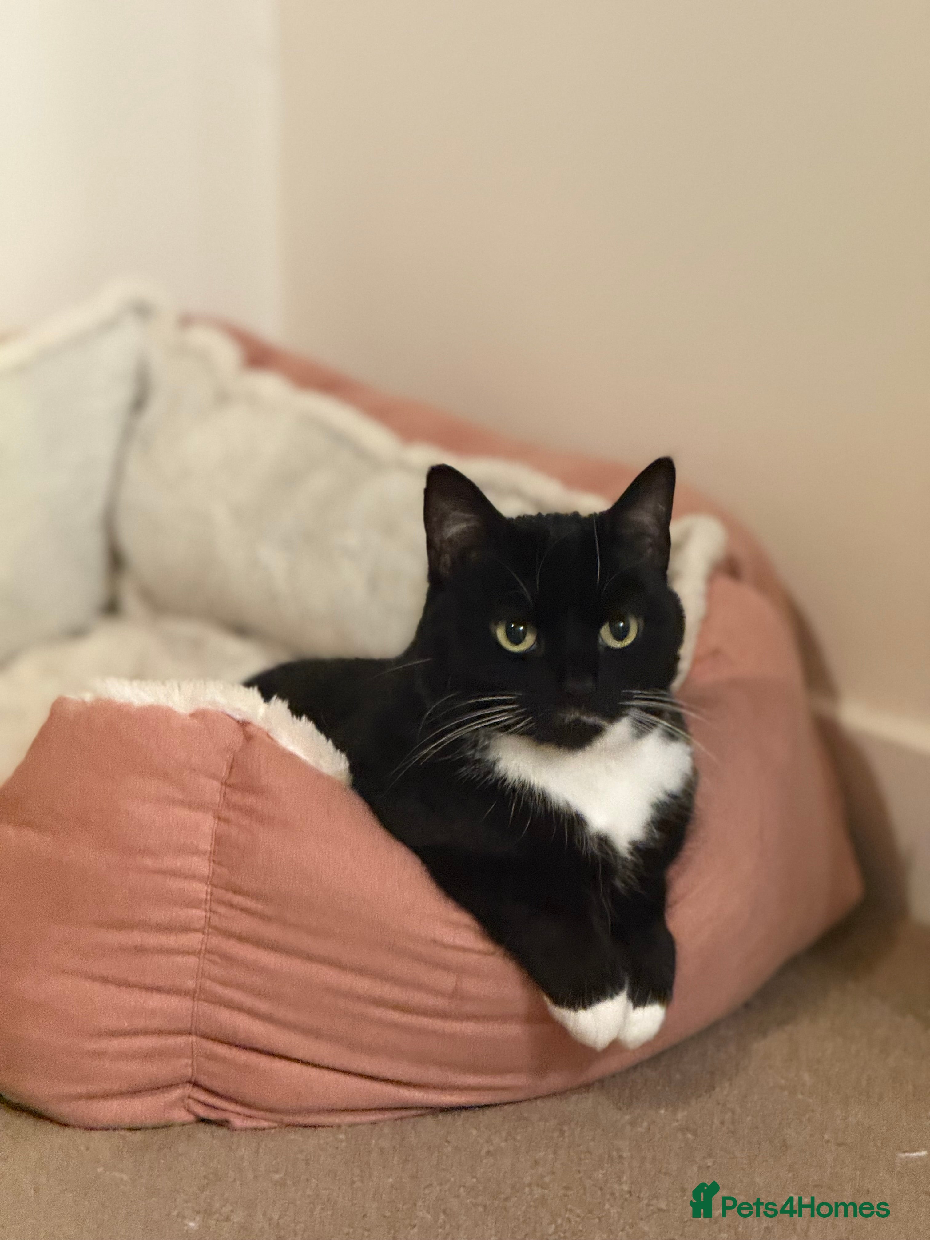 Mixed Breed cats Free to good home -indoor cats - Advert 4